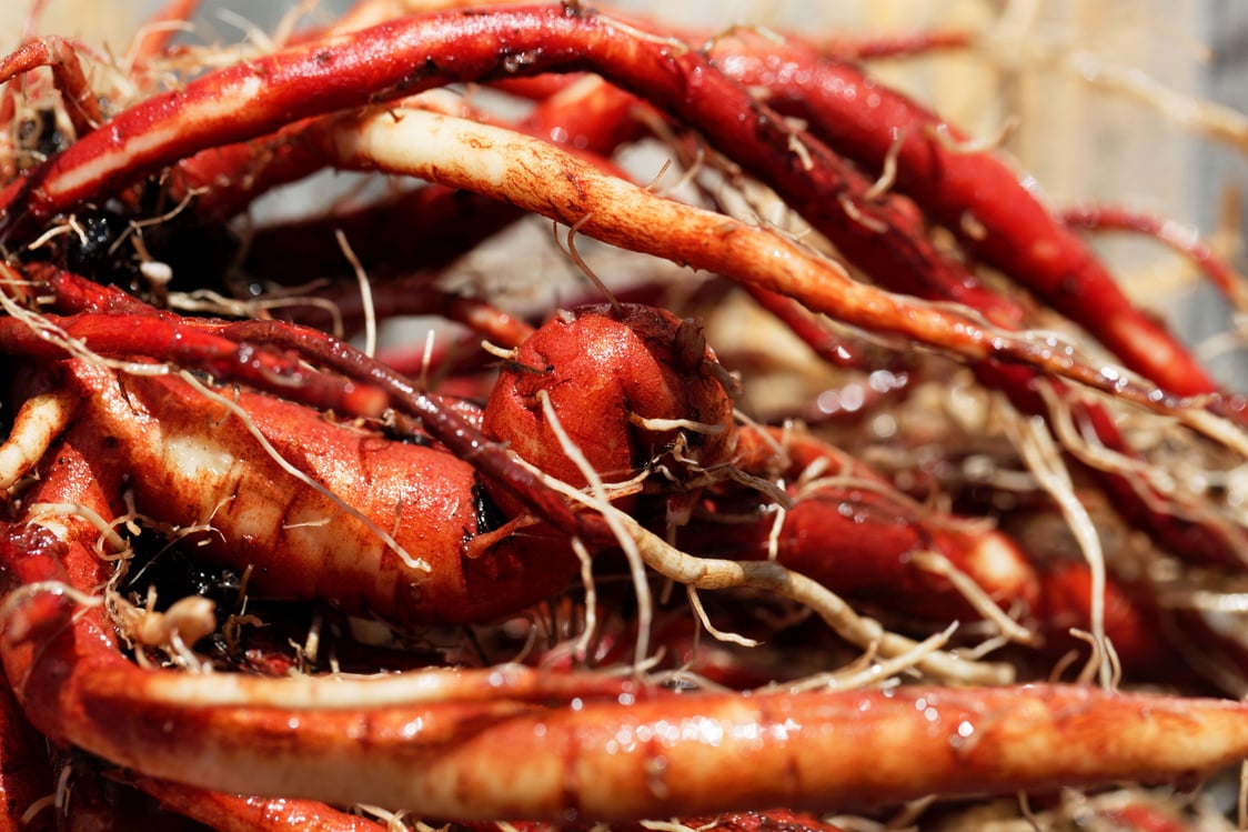 Fresh roots of a red sage in garden soil, Salvia miltiorrhiza